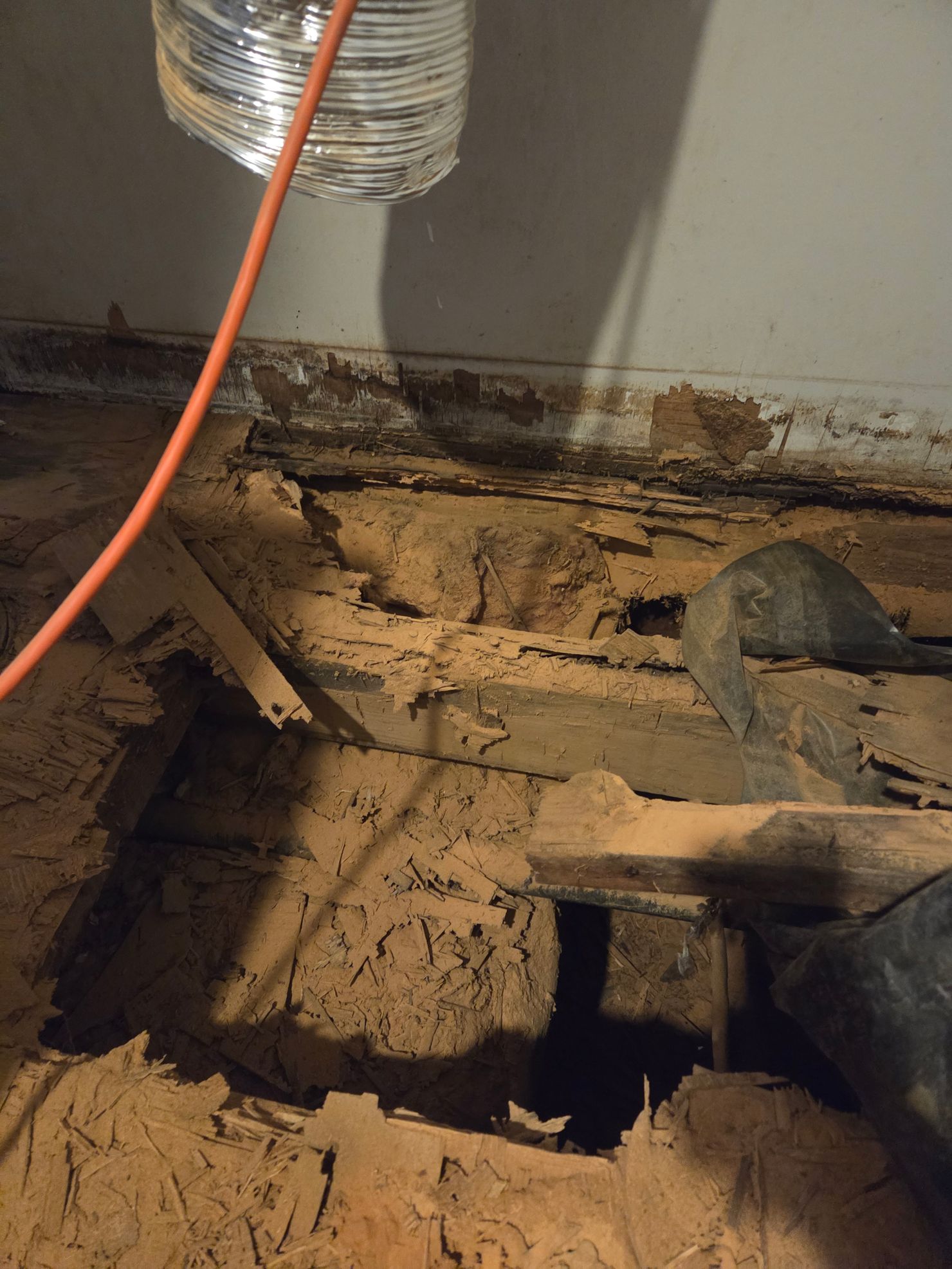 Beetle damage under flooring.