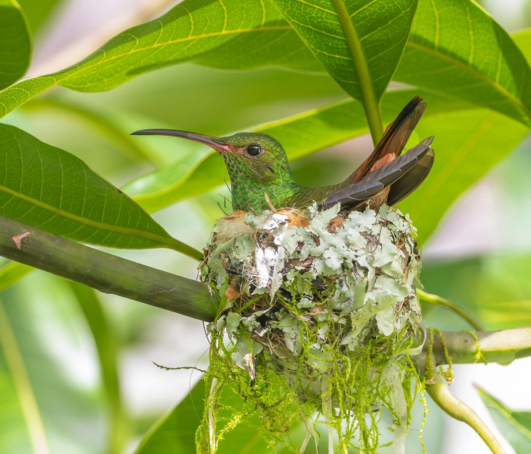 hummingbird in a nest